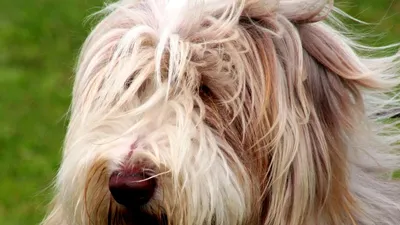 бородатая собака Коллиы стоковое изображение. изображение насчитывающей  коллиа - 15437473