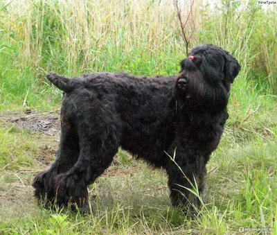 бородатый портрет собаки влажный Стоковое Фото - изображение насчитывающей  собаки, разведенными: 7811626