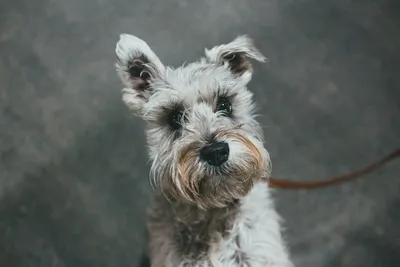 Бородатая собака колли вблизи, созданная с помощью технологии генеративного  ии | Премиум Фото