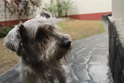 бородатая собака Коллиы стоковое фото. изображение насчитывающей черный -  6004310