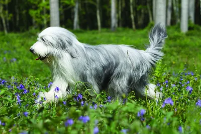 Бородатый колли - описание породы собак: характер, особенности поведения,  размер, отзывы и фото - Питомцы Mail.ru