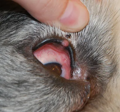Пиодермия у собак - симптомы, лечение