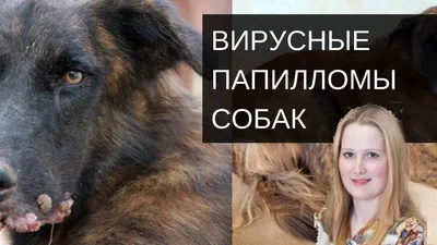 Опухоль молочной железы у собаки - СитиВет, СПб