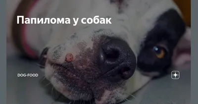 Папилома у собак | Dog-Food | Дзен