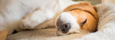 Бородавки у собак - причины и 6 способов выведения | Ваши Питомцы