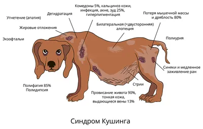 Пиодермия у собак - симптомы, лечение