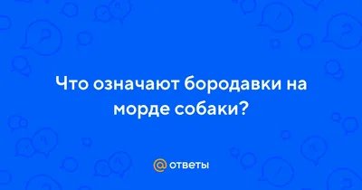 Высыпания на морде, бесплатная консультация ветеринара - вопрос задан  пользователем Света Дайниченко про питомца: собака Мопс