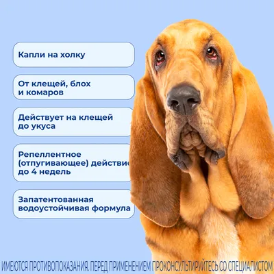 Капли для собак KRKA Атакса на холку от блох и клещей от 4 до 10кг 1мл  купить по цене 597 ₽ с доставкой в Москве и России, отзывы, фото