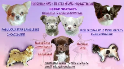 Пти (малый) брабансон - описание породы собак: характер, особенности  поведения, размер, отзывы и фото - Питомцы Mail.ru