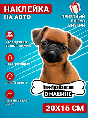 Бронирование щенков пти-брабансон – купить с рук, город Москва