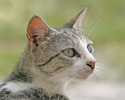 Бразильский кот фото 