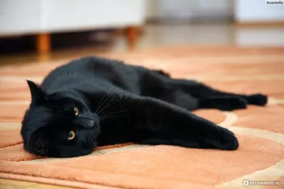 бразильский короткошерстный кот в тени листвы Стоковое Фото - изображение  насчитывающей кот, отдыхать: 224302020
