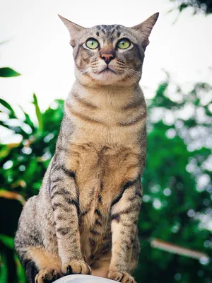 Бразильский кот фото фотографии