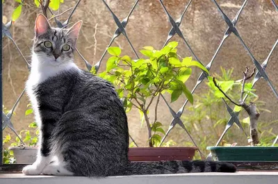 Взорвать застрелили сидеть оранжевый бразильский кот Shorthair Стоковое  Изображение - изображение насчитывающей взорвать, померанцово: 200500669