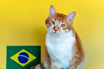 Жестокая месть кота\": в соцсетях высмеяли поражение Бразилии на чемпионате  мира (+Фото, Видео)