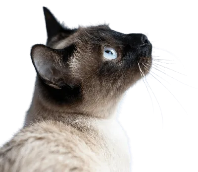 Артур Конан Дойл. Бразильский кот. Аудиокнига. - YouTube