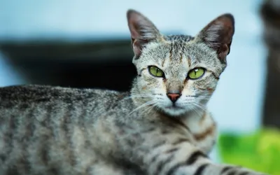 Бразильский кот» — создано в Шедевруме