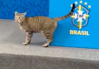 Бразильский карнавал для кошек, …» — создано в Шедевруме