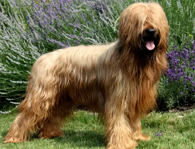 Бриар (порода собак) — Википедия