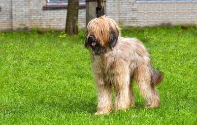 Бриар - описание породы собак: характер, особенности поведения, размер,  отзывы и фото - Питомцы Mail.ru