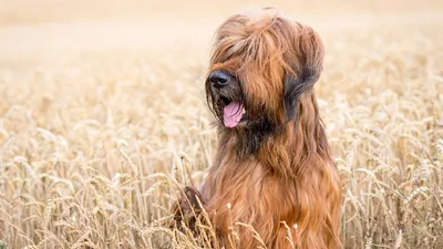 Бриар - описание породы собак: характер, особенности поведения, размер,  отзывы и фото - Питомцы Mail.ru