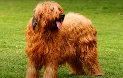 Порода собак Бриар: описание, фото, характеристика
