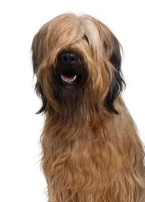 Выставка Собак Собака Бриар - Бесплатное фото на Pixabay - Pixabay