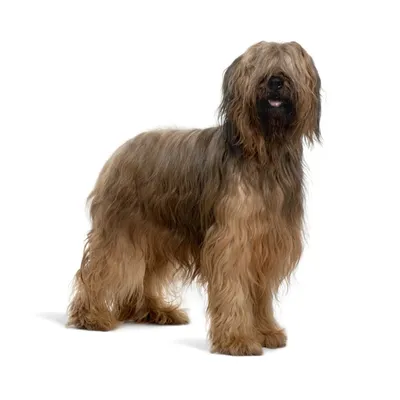 Kormipravilno - Бриар — собака-компаньон родом из Франции. Порода  пользуется популярностью по всей Европе, но почему? Все дело в несочетаемых  качествах, которые собрал бриар: он может похвастаться отвагой бульмастифа,  скоростью добермана и