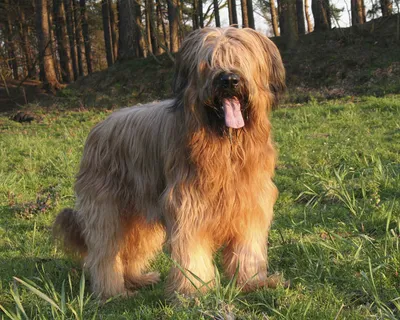 Бриар (Briard) - это динамичная, подвижная и выносливая порода собак. Фото,  описание и отзывы.
