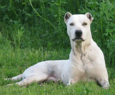 14 вымерших пород собак, которые были потеряны для человечества