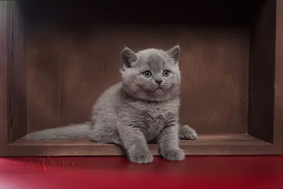 Британские котята голубого и лилового окраса | Котята, Милые котики, Имена  котят
