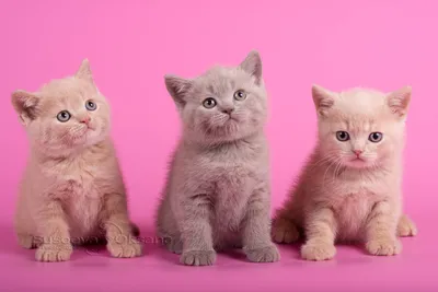 Фотосессия кремовых и лиловых британских котят от фотографа кошек
