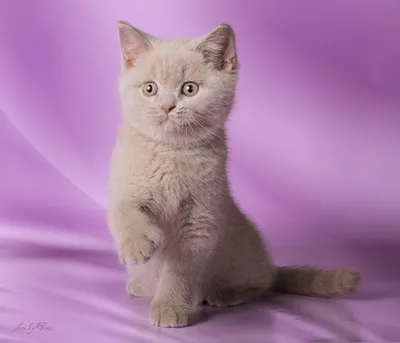 Лиловый британец котенок - картинки и фото koshka.top
