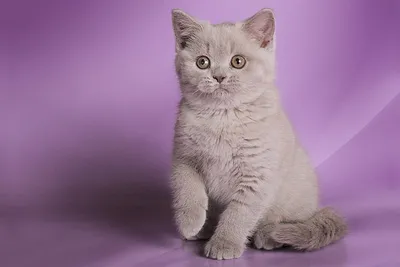 Британские лиловые коты фото фотографии