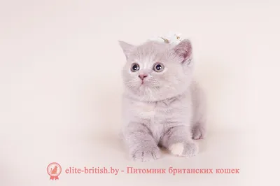 котята, кошки, коты британские продажа, купить | питомник TAMAKY*RU г.  Москва
