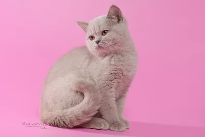 Лилового окраса британский котенок - Доска бесплатных объявлений Mur.tv