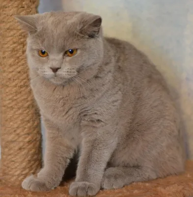 Британские котята лиловые: 3 800 грн. - Кошки Львов на Olx