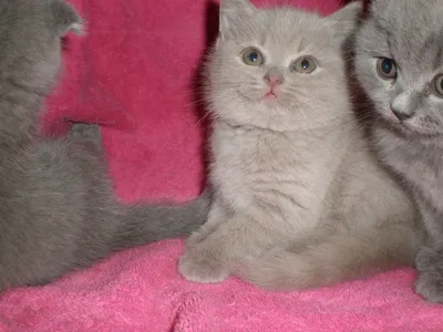 Голубые британские котята, Помёт - \"Л\" - 8 Июля 2023 - Питомник GALA-CAT