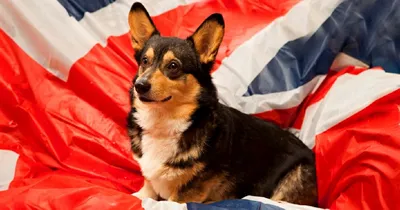Британские породы собак фото 