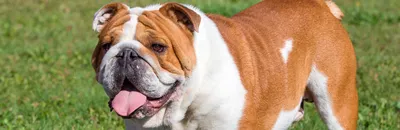 Чисто английская… собака | 4 британские породы, о которых вы не слышали -  Питомцы Mail.ru