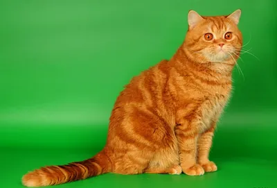 Британские рыжие коты фото 