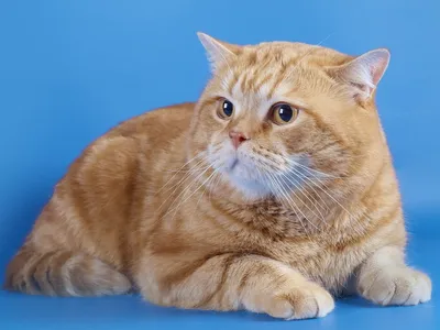 Британская кошка рыжая - картинки и фото koshka.top