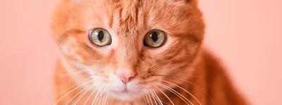 Британский вислоухий кот: фото, котята, характер, все о породе британский  вислоухий | Блог зоомагазина Zootovary.com