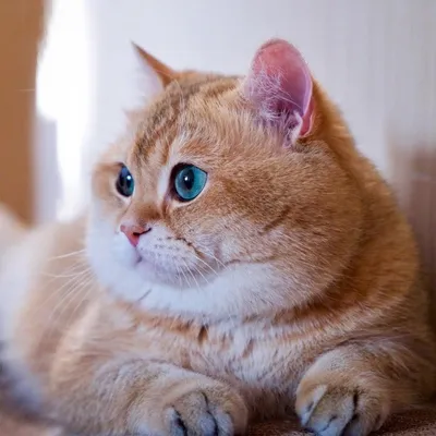 Британские котята рыжики: 1 000 грн. - Кошки Днепр на Olx