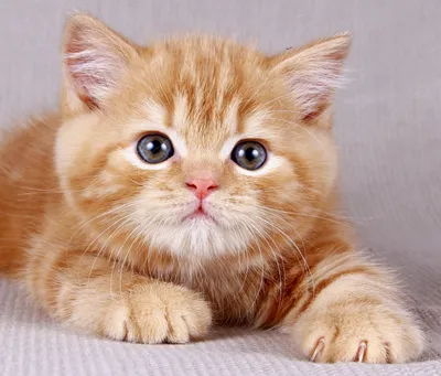 Лучшие породы рыжих котят и кошек: фото, красивые мальчики и девочки, сайты  домашних маленьких котов с рыжими глазами, отзывы, рыжий окрас и цвета