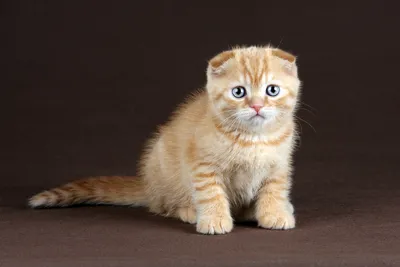 Британская порода кошек красный окрас