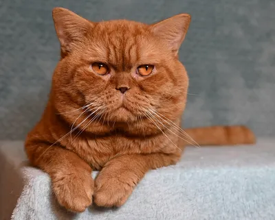 Британский короткошерстный рыжий кот - красивые фото