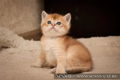 Питомник британских кошек TAMAKY*RU | Британский кремовый кот