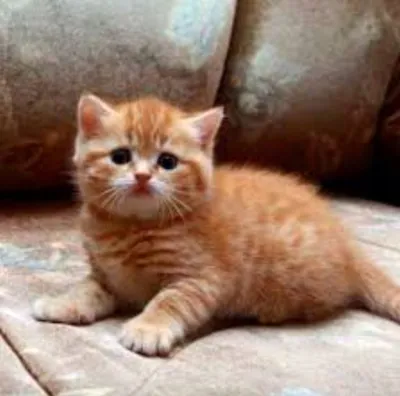 Рыжие британские котята (218 фото) - фото - картинки и рисунки: скачать  бесплатно