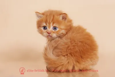 Особенности британских кошек: что нужно знать ответственным хозяевам | HOME  FOOD